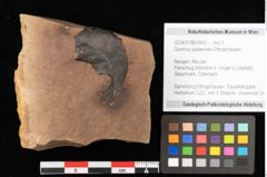 Foto (Objekt + Etikett) von Quercus mediterranea, Unger (NHMW-GEO-2024-0188-0950)